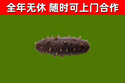 望城区回收海参干